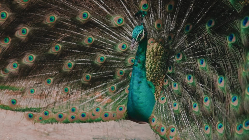 Nature, beauty, courtship, mating season. Bautiful peacock making love dance and spreading its tail.