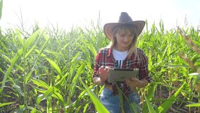 smart farming slow motion video concept. girl agronomist holds tablet touch pad computer in the corn field is studying and lifestyle examining crops before harvesting. woman a Agribusiness concept
