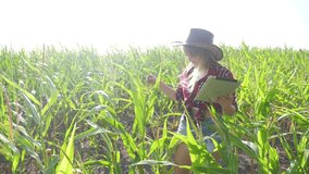 smart farming slow motion video concept. girl agronomist holds lifestyle tablet touch pad computer in the corn field is studying and examining crops before harvesting. woman a Agribusiness concept