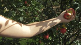 Young woman picking ripe red apples in her garden. Fresh harvested organic fruits in autumn. Beautiful video of woman hands holding apple.