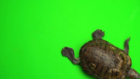 Turtle trachemys on a green background screen