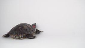 Turtle on a white background Pond slider