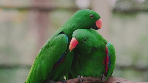 Parrot love. Close up two eclectus parrots. Two eclectus parrots at Kuala Lumpur