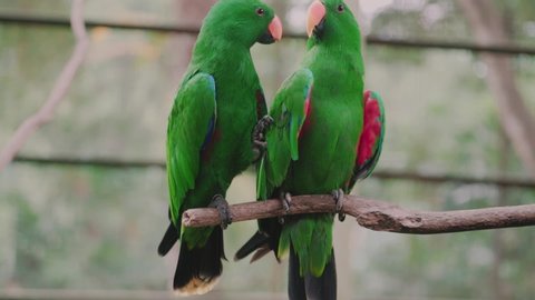 Parrots love. Two eclectus parrots. Mating season