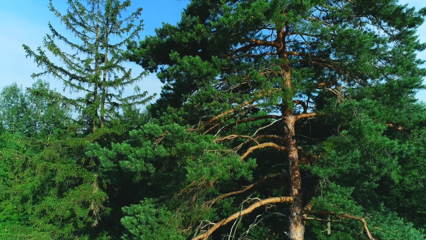 Aerial panorama of border of coniferous pine forest. 4K.