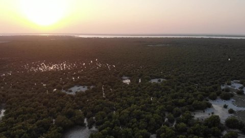 Qatar. Al Thakira mangrove forest near seaside on a sunset. 