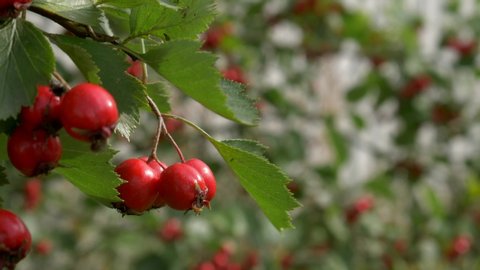 Red berries, summer nature. Closeup.
