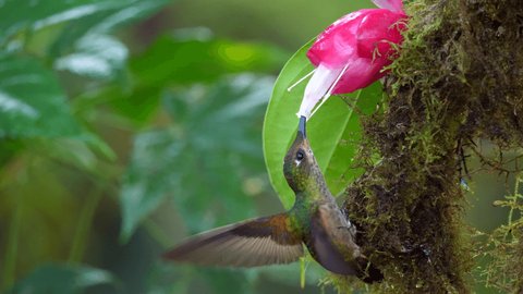 Female Violet-tailed Sylph (Aglaiocercus coelestis) hummingbird Drinking nectar from a Cavendishia flower, family Ericaceae, in humid montane rainforest  near Mindo, Ecuador