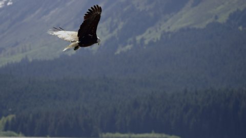 Bald eagle flying up Alaskan fjord and soaring in the wind shot in slow motion