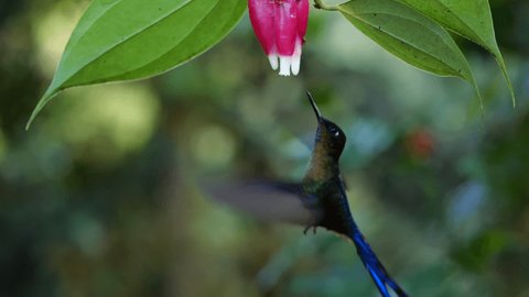 Violet-tailed Sylph (Aglaiocercus coelestis) hummingbird Drinking nectar in slow motion  from a Cavendishia flower, family Ericaceae, in humid montane rainforest near Mindo, Ecuador