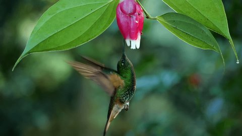 Female Violet-tailed Sylph (Aglaiocercus coelestis) hummingbird Drinking nectar in slow motion  from a Cavendishia flower, family Ericaceae, in humid montane rainforest near Mindo, Ecuador