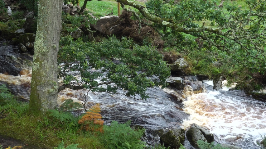 River in the forest - Ireland