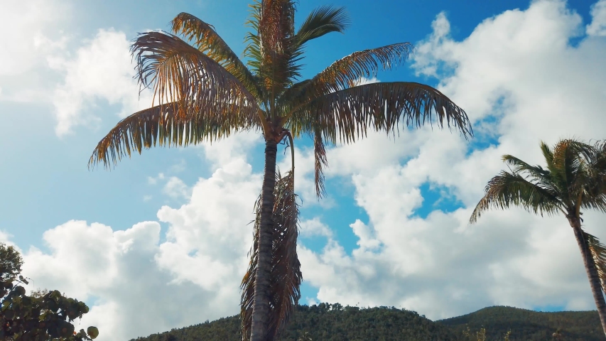 Coconut tree closeup view in a sunny day in St Thomas, Virgin Islands