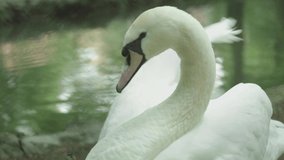 White swan on the lake. Close-up.