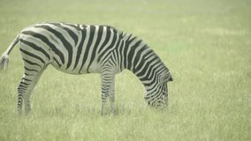 Zebra (zebras) in the field. Slow motion