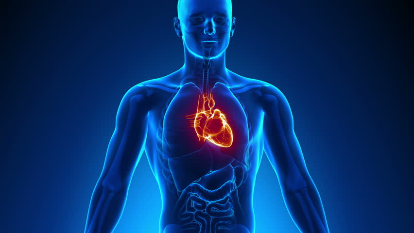 Male Anatomy - Human Heart Stock Footage Video (100% Royalty-free