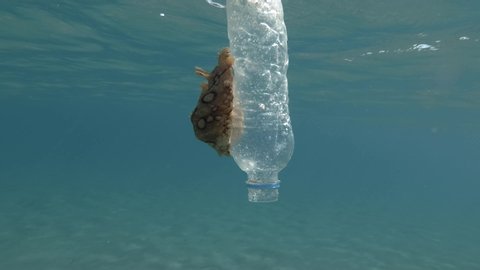 Plastic pollution, A beautiful nudibranch sea hare crawls along plastic bottle floats on the surface of the blue water. Nudibranch or Sea slug Spotted sea hare (Aplysia dactylomela) Mediterranean Sea 