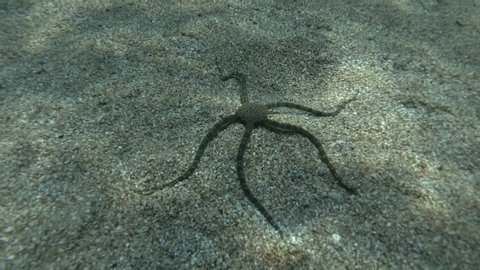 Brittlestar walks along the sandy seabed. Underwater shot. Mediterranean Sea, Europe.