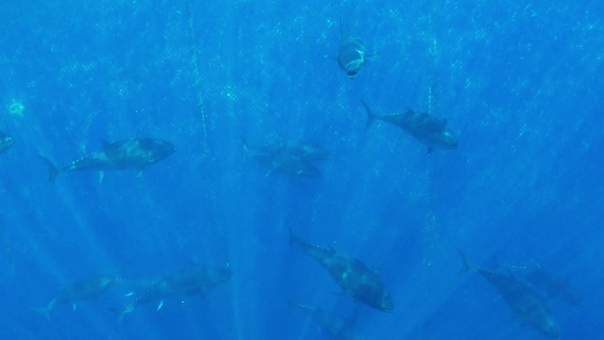 Bluefin Tuna (Thunnus thynnus) swimming
