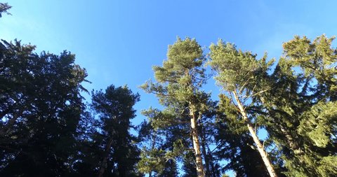 Driving by on road by Redwood forest with green pine trees against blue sky