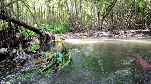 Beautiful flooded mangrove forest full of waste and garbage. Environmental disaster in the forests of Indonesia.
