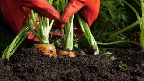 A farmer harvesting carrots. A woman gardener in red rubber gloves pulls (digging) a carrot out of the ground. Close up.