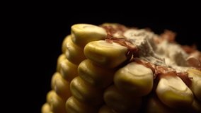 Corn. Fresh corn cob. Ripe yellow corn cobs in rotation, selective focus. Close up, 4k footage. 
