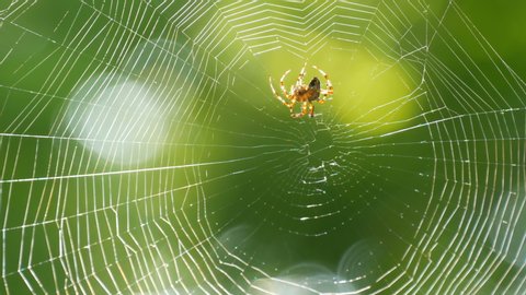 A brown spider crusader weaves a web on a tree in summer. Web weaving on background of green foliage of trees. Big beautiful round web