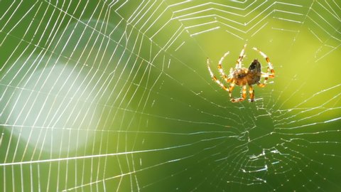A large spider weaves a web on a tree in the summer. Web weaving on a background of green foliage of trees. Big beautiful round web macro close up view