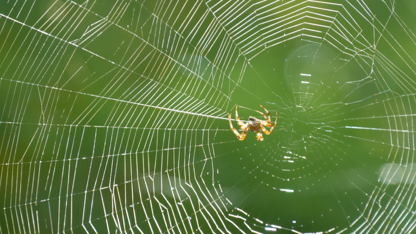 Large web weaving spider image - Free stock photo - Public Domain photo ...