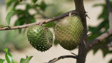 Soursop (Guanabana) fruit on a tree in South America