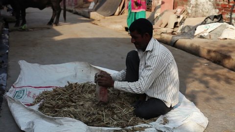 Rohtak, Haryana, India - October 18, 2016: young man beating the pearl millet by the brick to remove the seeds outdoors.