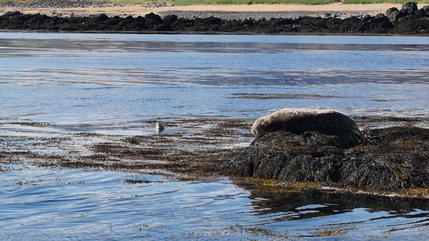 Common seal resting on the rock, Iceland.