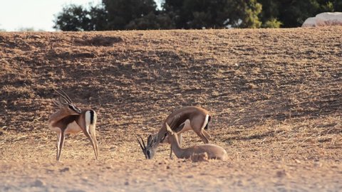 Gazelle family resting and watching out their environment