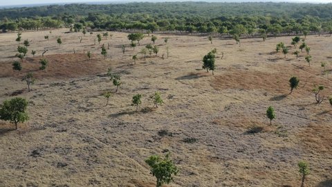 Aerial view of drylands due to deforestation and few trees spotted in Indonesia