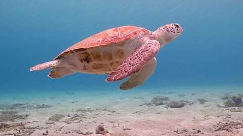 Swimming cute turtle in shallow blue ocean. Underwater scuba diving with green sea turtle (Chelonia mydas). Snorkeling with ocean wildlife. Marine animal in water.