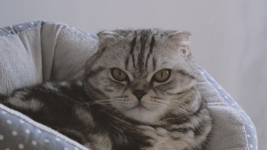Closeup cute Scottish fold and Scottish straight cat lies in a couch and yawns Royalty-Free Stock Footage #1037635733