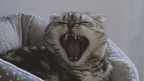 Closeup cute Scottish fold and Scottish straight cat lies in a couch and yawns