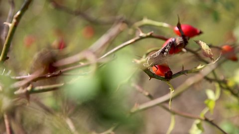 Grasshopper on red berries. Demerji mountains, Crimea.