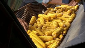 Sorting and Processing of Corn, Video Clip