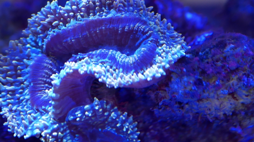 Close-up view of the coral reef 