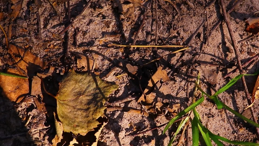 Vanity ants on the road in the forest. | Shutterstock HD Video #1037650757