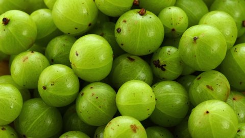 panning fresh Indian gooseberry  top view