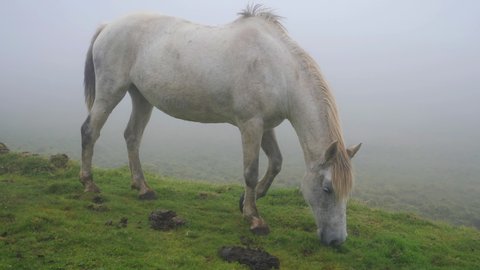 Wild white horse eating grass in Green Fields. Azores, Portugal