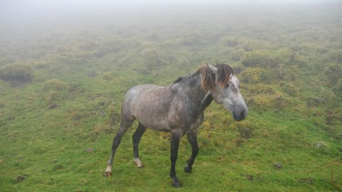 Wild gray horse standing in Green Fields. Azores, Portugal