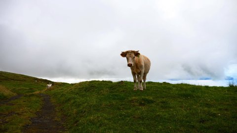 Brown cow approaching camera. Green Fields, with cloud sky. nd White cow standing in Green Fields. Azores, Portugal