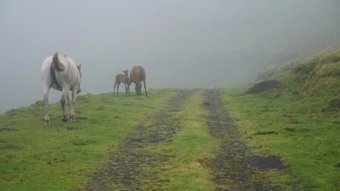 Wild gray horse going down the hill, in Green Fields. Azores, Portugal