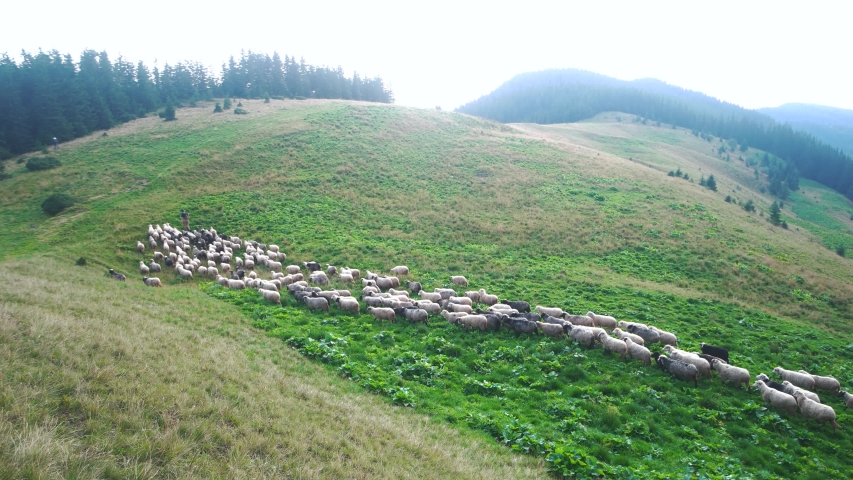 Shepherd herding sheeps on mountain. Summer ladscape with a herd of sheep. Beautiful rural scenery.