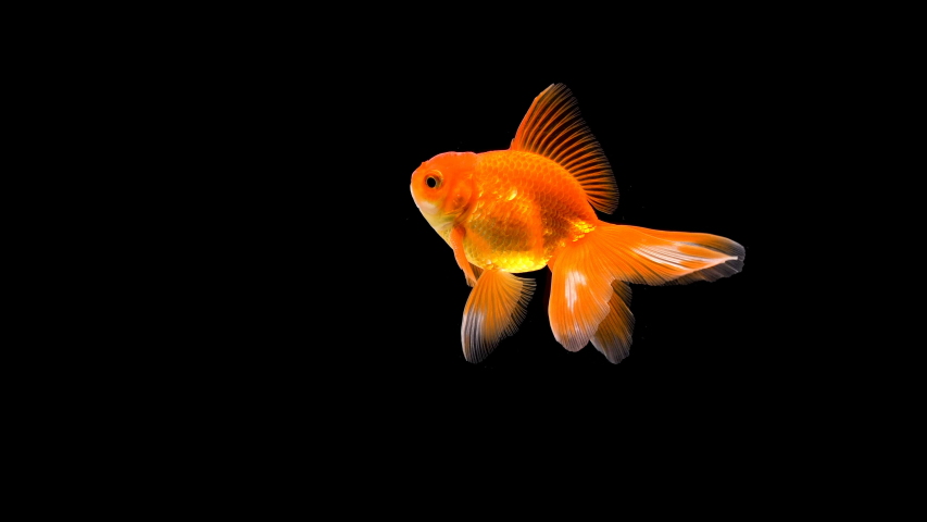 Goldfish swimming on black background | Shutterstock HD Video #1037659370