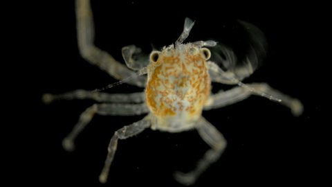  Young crab under a microscope, has already sunk to the bottom and will grow after each molt